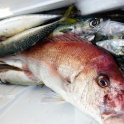 鯛紅丸 釣果
