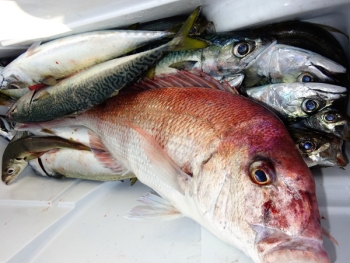 鯛紅丸 釣果