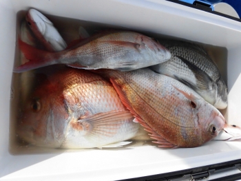 鯛紅丸 釣果