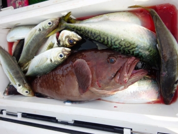 鯛紅丸 釣果