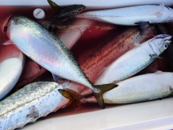 鯛紅丸 釣果