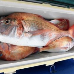 鯛紅丸 釣果