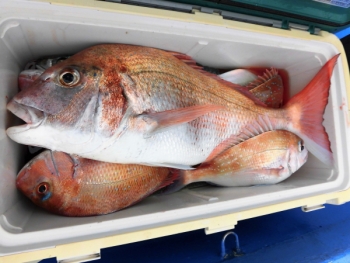 鯛紅丸 釣果