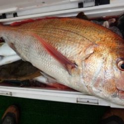 鯛紅丸 釣果