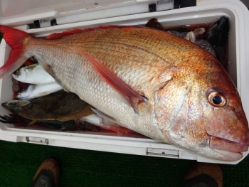 鯛紅丸 釣果