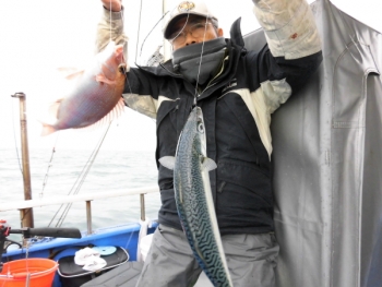 鯛紅丸 釣果