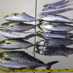 Hit Rush(ヒット ラッシュ） 釣果