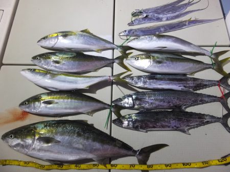 Hit Rush(ヒット ラッシュ） 釣果…