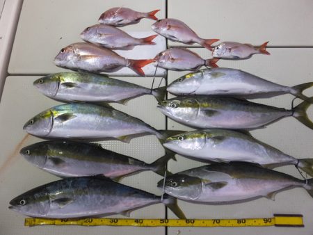 Hit Rush(ヒット ラッシュ） 釣果…