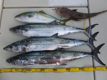 Hit Rush(ヒット ラッシュ） 釣果…