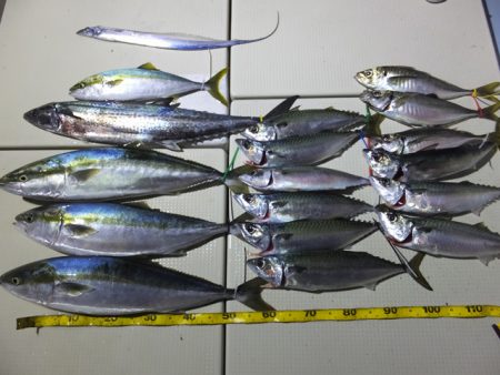 Hit Rush(ヒット ラッシュ） 釣果…