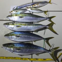 Hit Rush(ヒット ラッシュ) 釣果