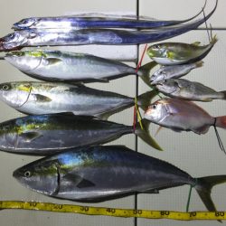 Hit Rush(ヒット ラッシュ） 釣果