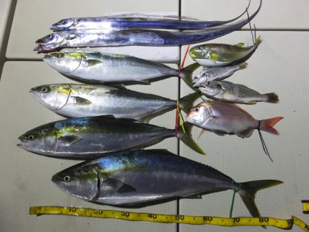 Hit Rush(ヒット ラッシュ） 釣果