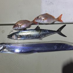 Hit Rush(ヒット ラッシュ) 釣果