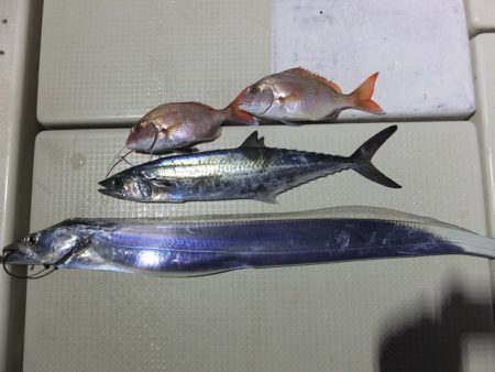 Hit Rush(ヒット ラッシュ） 釣果…