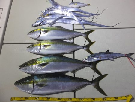 Hit Rush(ヒット ラッシュ） 釣果…