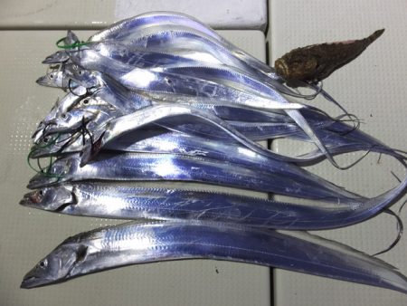 Hit Rush(ヒット ラッシュ） 釣果…