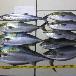 Hit Rush(ヒット ラッシュ) 釣果