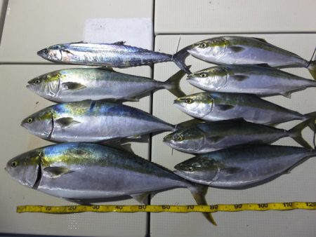 Hit Rush(ヒット ラッシュ) 釣果