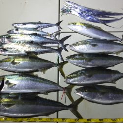 Hit Rush(ヒット ラッシュ) 釣果