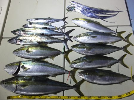 Hit Rush(ヒット ラッシュ) 釣果