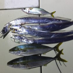 Hit Rush(ヒット ラッシュ） 釣果