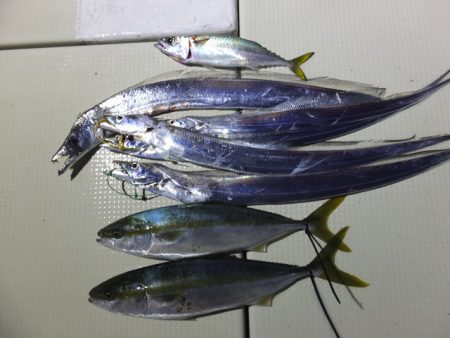 Hit Rush(ヒット ラッシュ） 釣果…