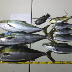 Hit Rush(ヒット ラッシュ） 釣果