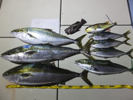 Hit Rush(ヒット ラッシュ） 釣果