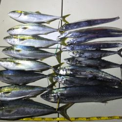 Hit Rush(ヒット ラッシュ） 釣果