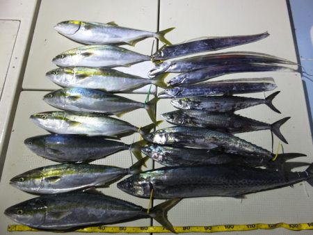 Hit Rush(ヒット ラッシュ） 釣果