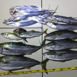 Hit Rush(ヒット ラッシュ） 釣果