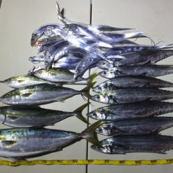 Hit Rush(ヒット ラッシュ） 釣果