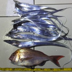 Hit Rush(ヒット ラッシュ） 釣果