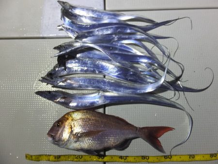 Hit Rush(ヒット ラッシュ） 釣果