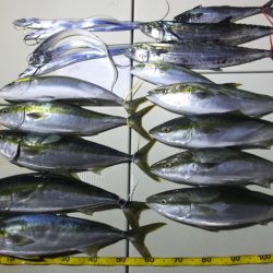 Hit Rush(ヒット ラッシュ) 釣果