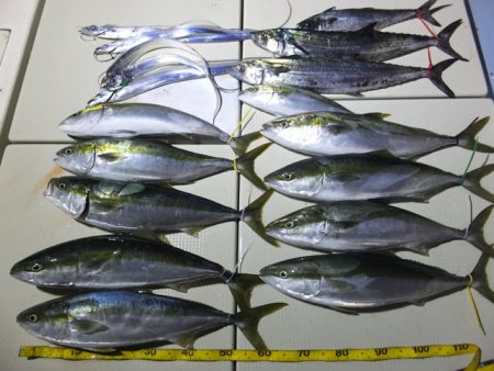 Hit Rush(ヒット ラッシュ） 釣果…