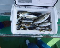 久里浜黒川本家 釣果