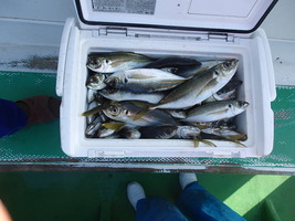 久里浜黒川本家 釣果