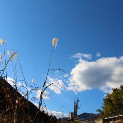 小菅トラウトガーデン 釣果