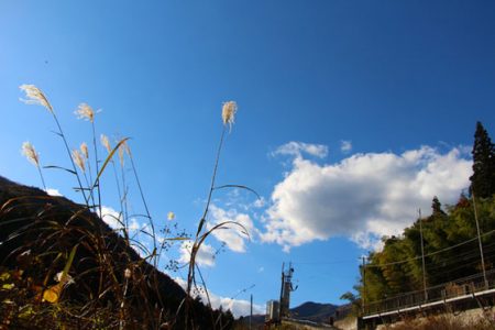 小菅トラウトガーデン 釣果