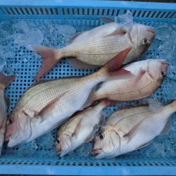 大進丸(新潟) 釣果