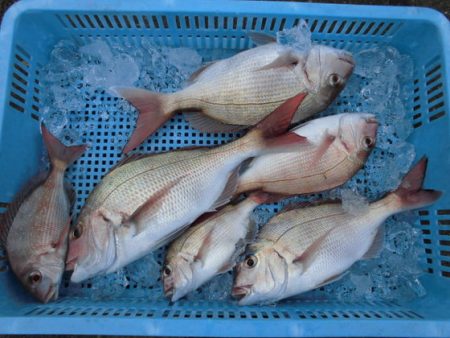 大進丸(新潟) 釣果