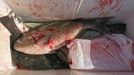 しば渡船 釣果