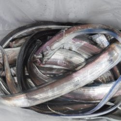 遊漁船 幸友丸 釣果