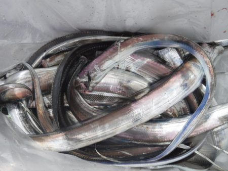 遊漁船 幸友丸 釣果