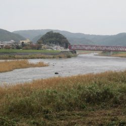 狩野川(狩野川漁業協同組合) 釣果