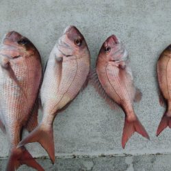 大進丸(新潟) 釣果