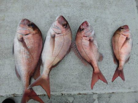 大進丸（新潟） 釣果